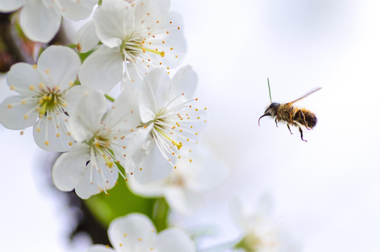 Download free HD stock image of Sakura Flowers Free Sakura Flowers photo and picture