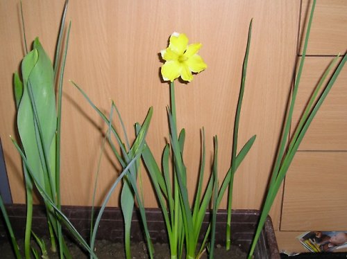 Narcis 1