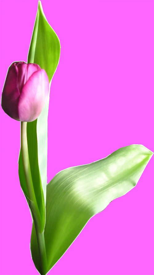 Tulipán