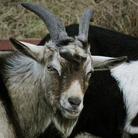 Protrét kozy: Mééééé, to seno je mééééé