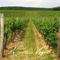 Ve vinicích
