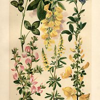 Botanick&yacute; atlas, Wagner