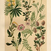 Botanick&yacute; atlas, Wagner