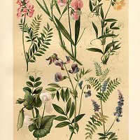 Botanick&yacute; atlas, Wagner