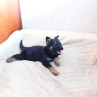 Jsem Besinka a je mi 8 týdnů