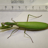 kudlanka