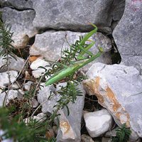 Nerezine