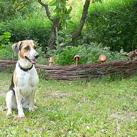 Ces hlídá svoje území