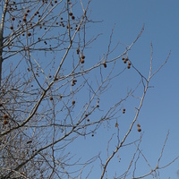foto #20111