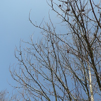 foto #20113