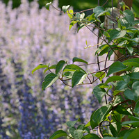 plamének s šantou v pozadí