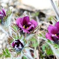Jarní botanická