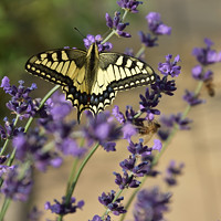 Otakárek fenyklový