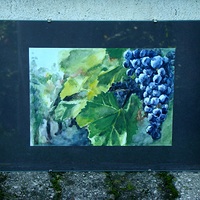 Vinohrad XI