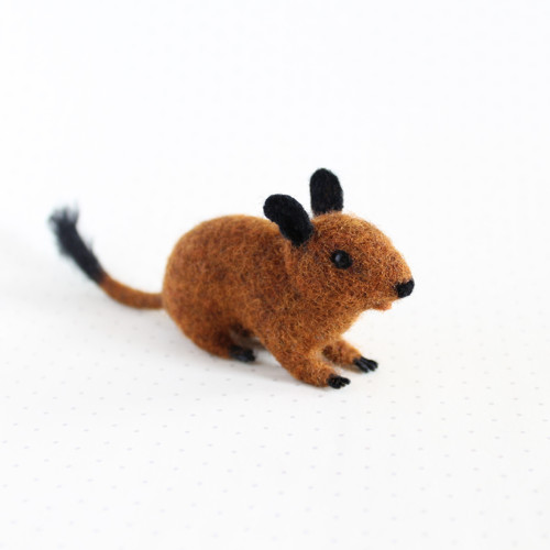 Osmák degu — foto 1