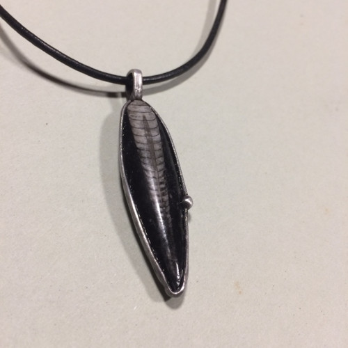 Minulost (orthoceras) — foto 1