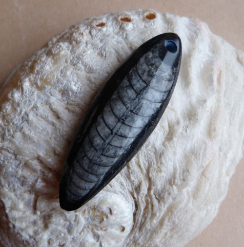 Orthoceras - 6,3 cm — foto 1