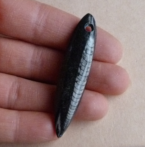 Orthoceras - 6 cm — foto 1