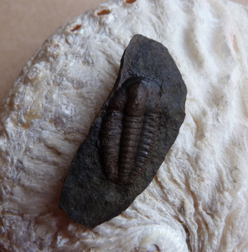 Trilobit ČR - 4,4 cm — foto 1