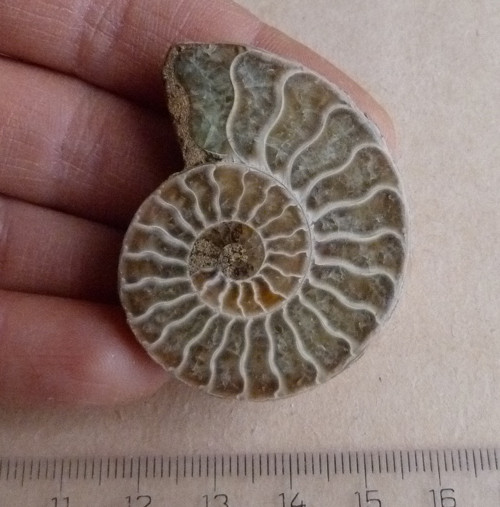 Amonit - 4,6 cm — foto 1