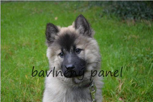 Bavlněný panel PS 207 — foto 1