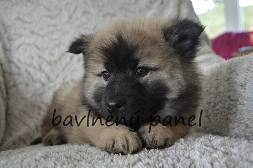 Bavlněný panel PS 251 — foto 1