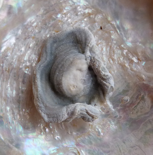 Chalcedon hadí oko - 3,2 cm — foto 1