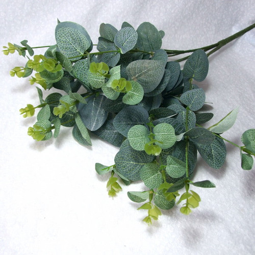 Eukalyptus 50 cm — foto 1