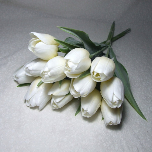 Tulipán smetanově bílý — foto 1
