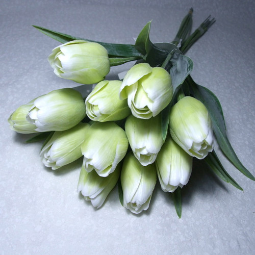 Tulipán světle zelený — foto 1