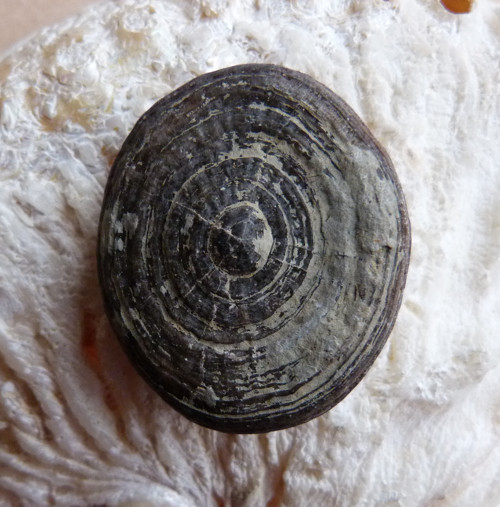 Fosilní korál Cyclolites - 3,3 cm — foto 1