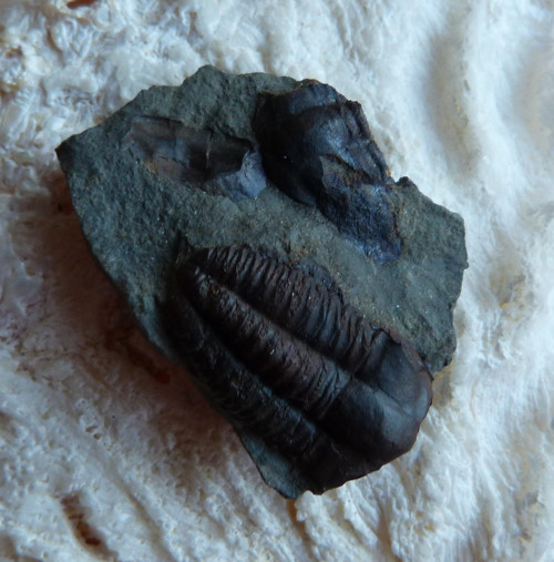 Trilobit ČR - 3,5 cm — foto 1