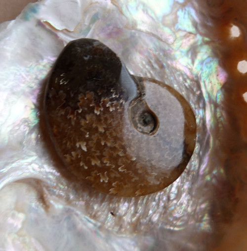 Amonit - 4,2 cm - Extra