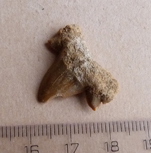 Žraločí zub fosilní - 2,4 cm