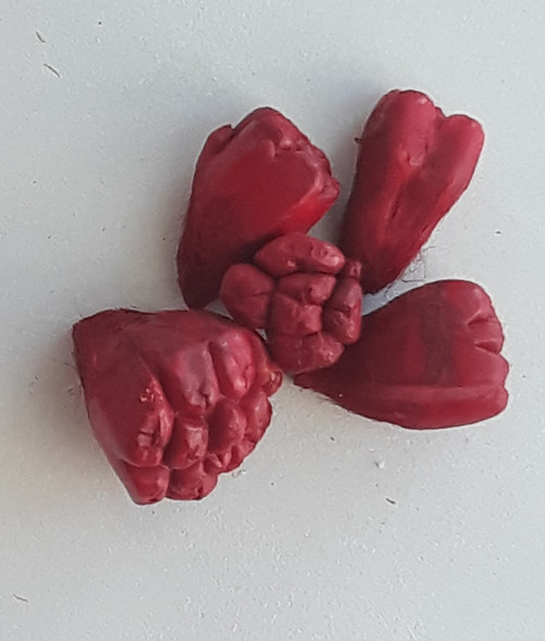 Suché plody — foto 1