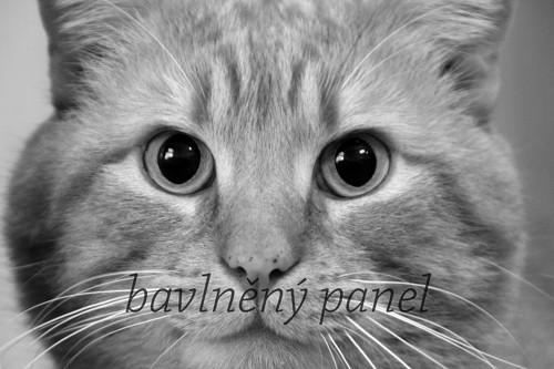 Bavlněný panel KOC 53