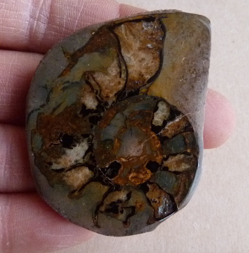 Amonit - 5,4 cm — foto 1