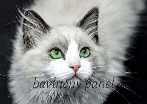 Bavlněný panel KOC 72 — foto 1