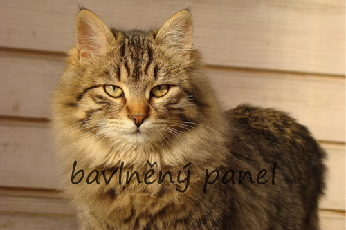 Bavlněný panel KOC 103