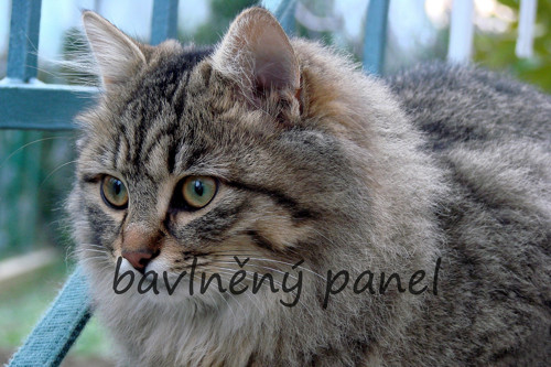 Bavlněný panel KOC 104 — foto 1