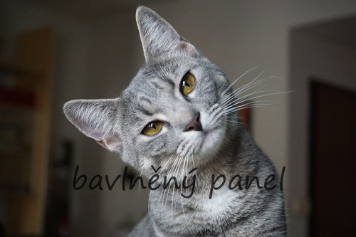 Bavlněný panel KOC 105