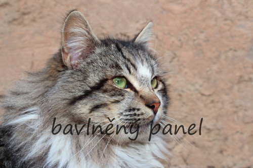 Bavlněný panel KOC 107