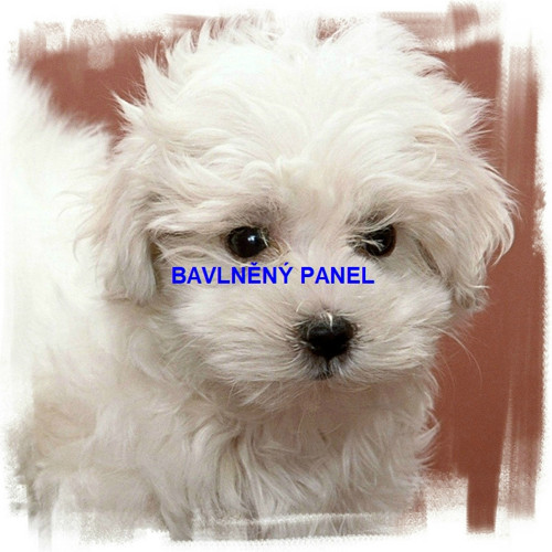 Bavlněný panel 25 x 25cm