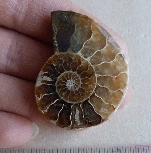 Amonit - 4,2 cm