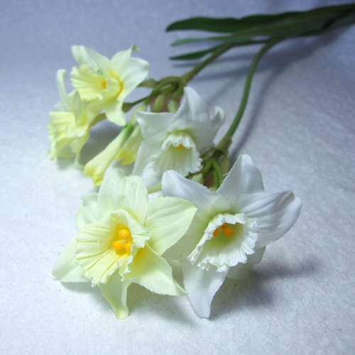 Narcis bledě žlutý 60 cm — foto 1