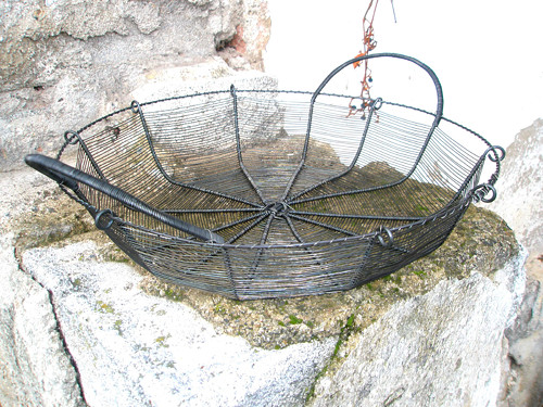 Ušatá ošatka — foto 1