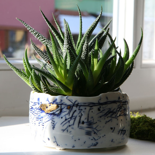 V objetí porcelánu (květináč) — foto 1