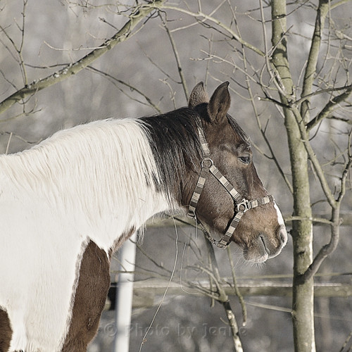 Portrét koně III. - autorská fotografie