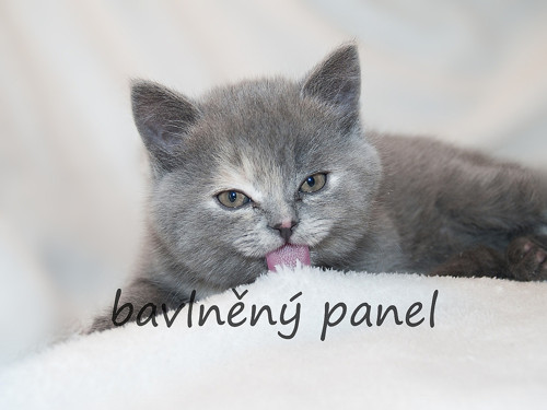Bavlněný panel KOC 112 — foto 1