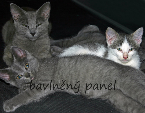 Bavlněný panel KOC 119 — foto 1